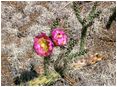 Cactus in bloom