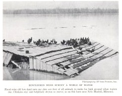 Chickens float Mississippi River New Madrid 1937 flood