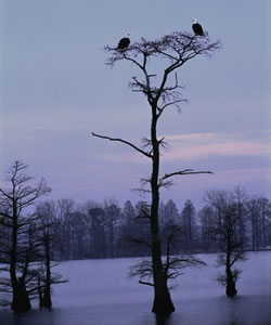 eagles at Reelfoot Lake